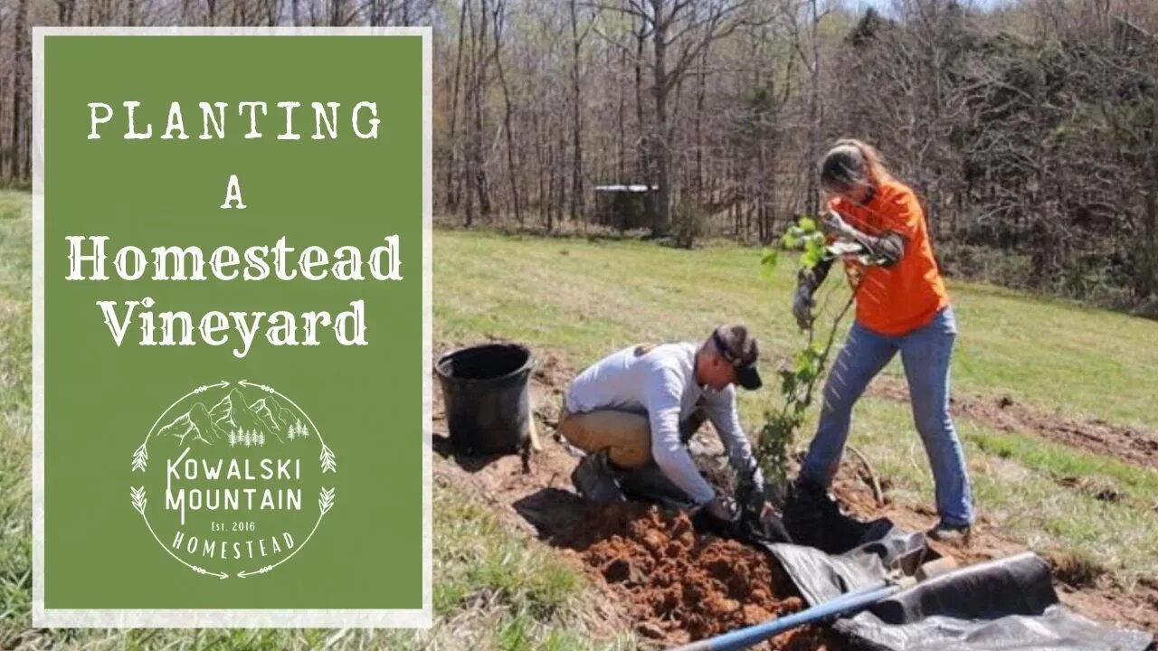 Planting a Homestead Vineyard