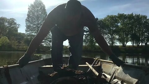 Harvesting more water hyacinths for mulch