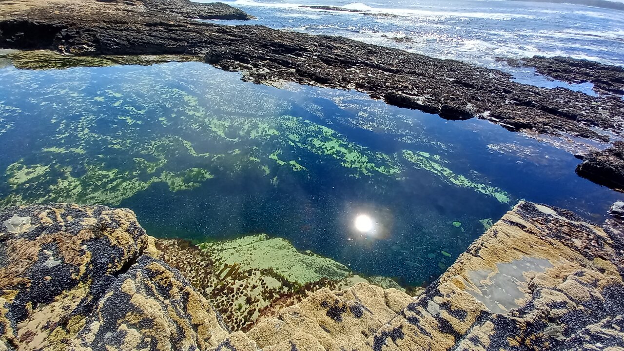 The Urchin Pool