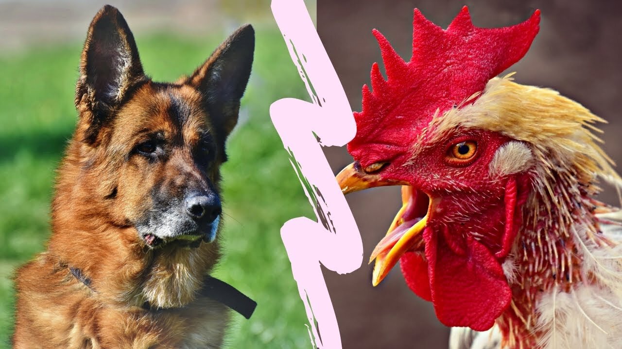 Dog Vs. Chicken goofy fights! Let the fight begin!!!