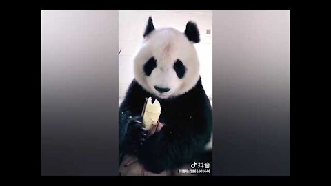 Funny Panda Videos | Funny Panda Compilation