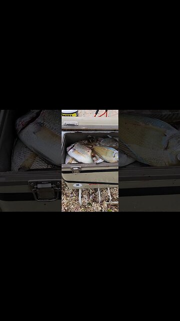 My Cooler everytime i go fishing for Porgies 😚🐠🐟