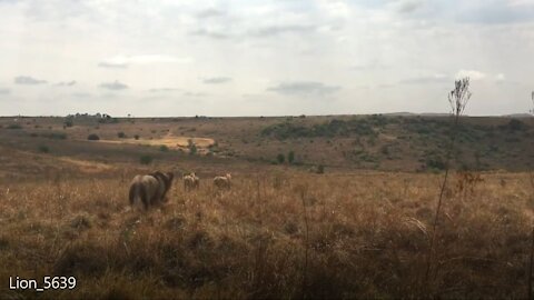 A Lion in Africa