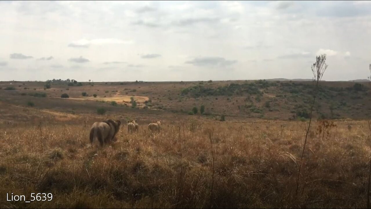 A Lion in Africa