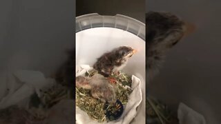 Guinea fowl hatchlings separated in brooder