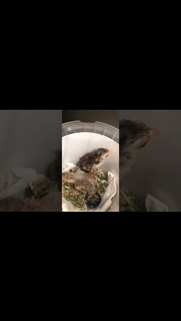 Guinea fowl hatchlings separated in brooder