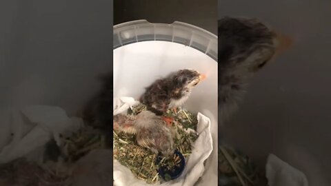 Guinea fowl hatchlings separated in brooder