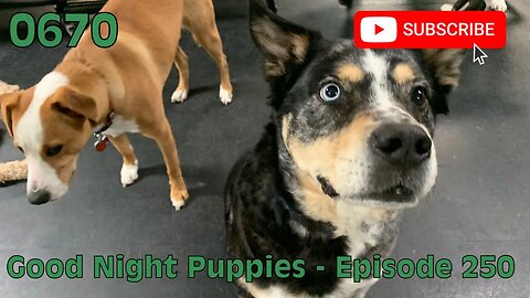 [0670] GOOD NIGHT PUPPIES - EPISODE 250 [#dogs #doggos #doggies #puppies #dogdaycare]