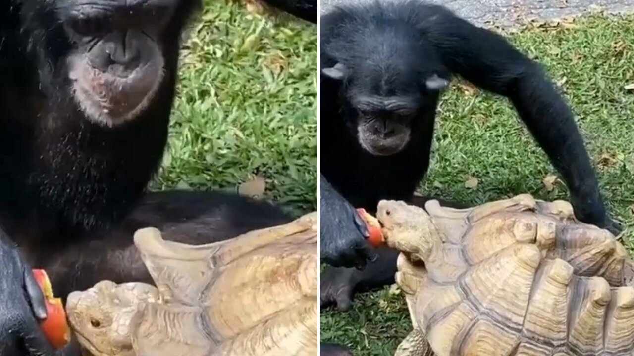 What a Friendship 😄 Monkey and Tortoise