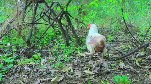 Take egg using banana tree and catch chicken | cook egg in tomatoes for -Eating delicious-10