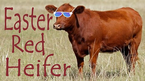 The Easter Red Heifer