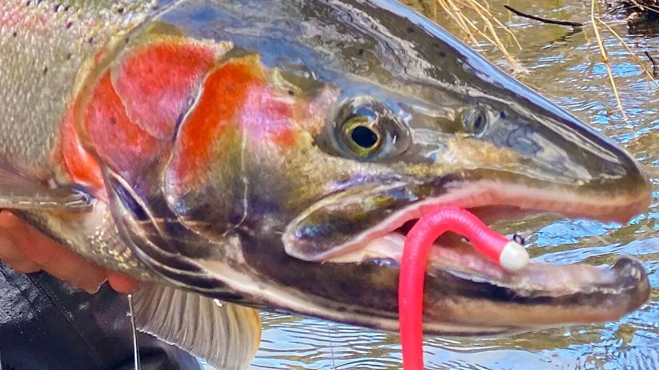 72 Hours In The SNOW. The Search For TROPHY STEELHEAD! - Official Short Film.