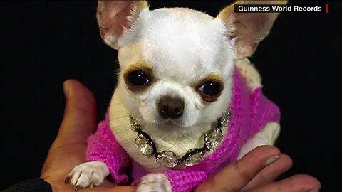 Take Time To Smile: Pearl named ‘world's shortest’ living dog