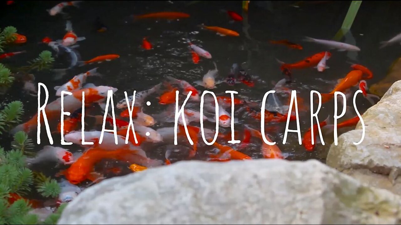 Relax koi carps