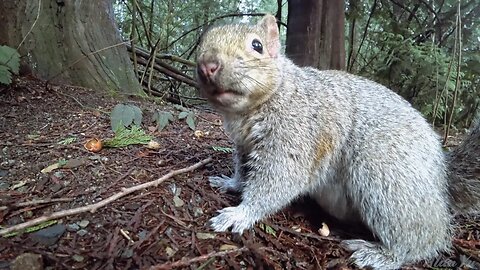 Friendly Wild Animals That Remember And Follow Me