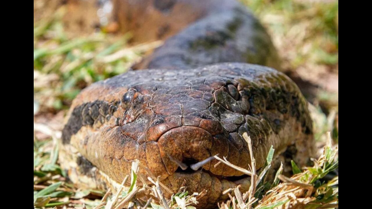 Fisherman is taken by surprise by giant anaconda