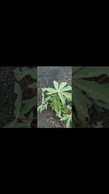 Plantação de mandioca para fazer farinha #shorts