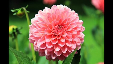 How to Plant and Care for Dahlias, They are Beautiful, Worth Looking at. 