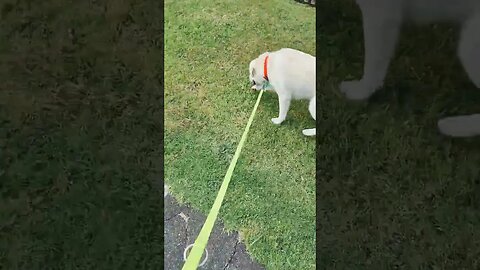 Walking the dog. #shorts