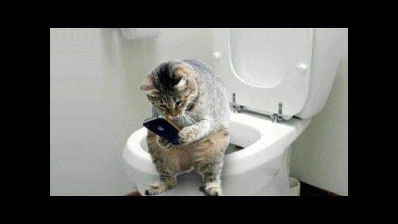 Cat Funny Short Video