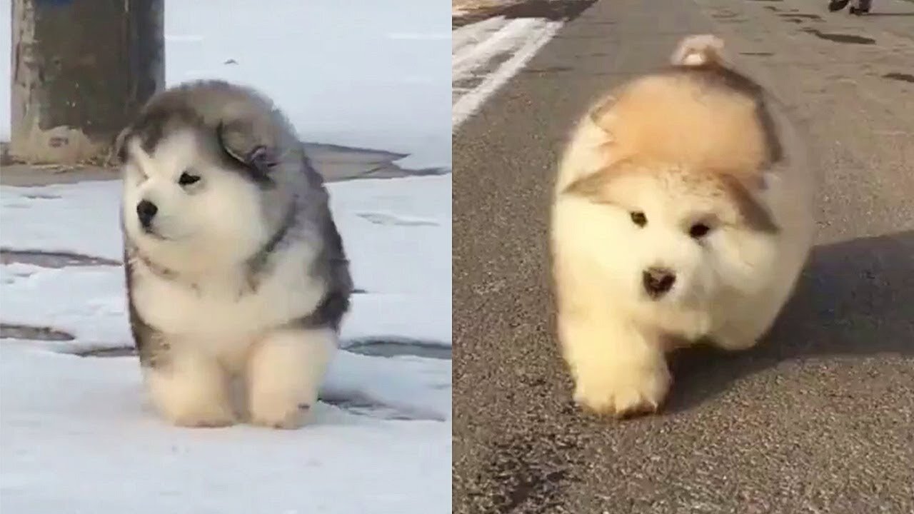 Malamute Puppy Compilation SOOOOO CUUUUTE! 😍😍😍