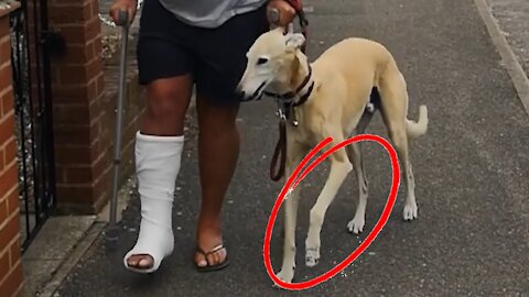 Dog Pretends To Walk With A Limp Like Their Injured Owner