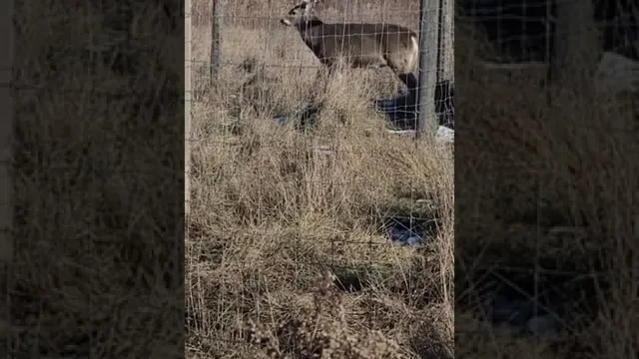 6 and a half year old whitetail mature deer, buck. #hunt#animals #funny #love #meme #trending