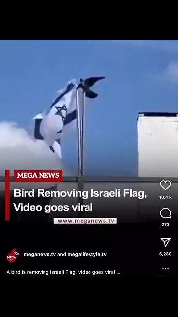 A bird is removing Israeli flag