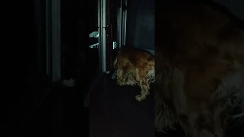 golden dog