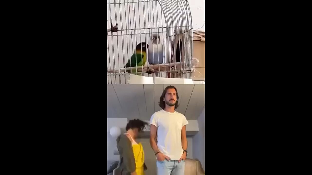 Parrot to human dance