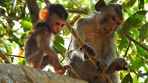 Funny Animals, Baby monkey#8#Love animals.