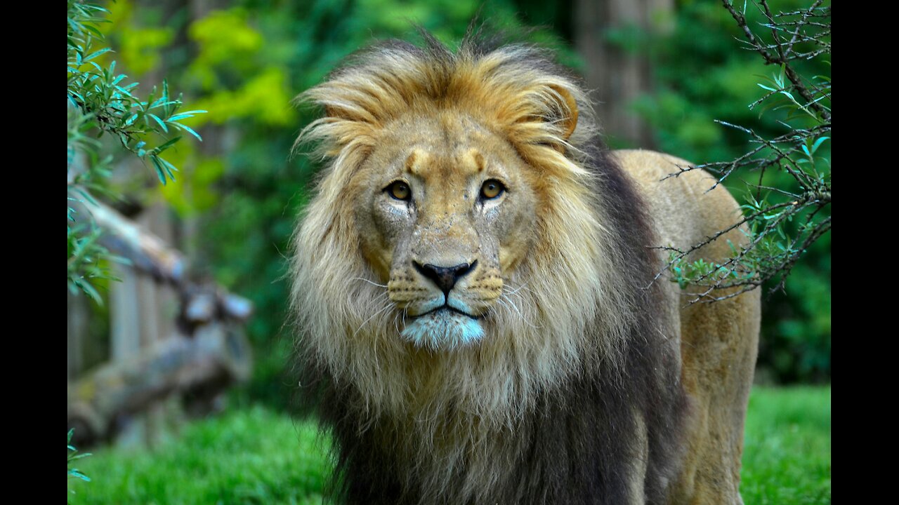 Short story about a lion and a boy