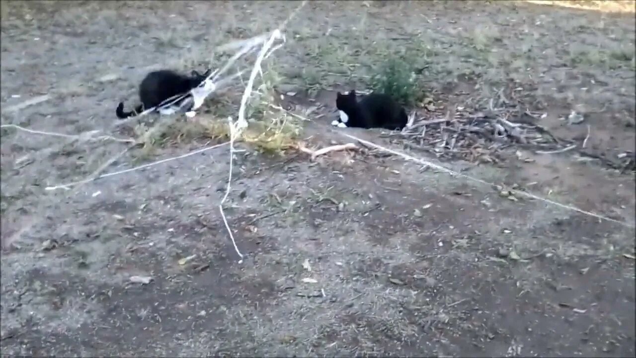 HUGE String "spiderweb" all over Yard | Cats go NUTS