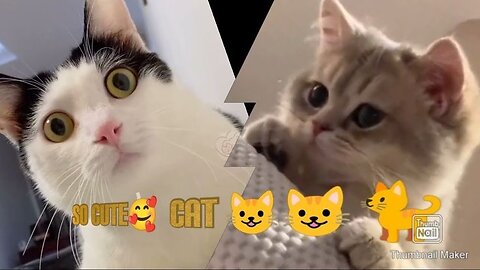 Funniest cat video 🤣😍 in 2024 Funny animal video, funny cat video funny kittens ✨