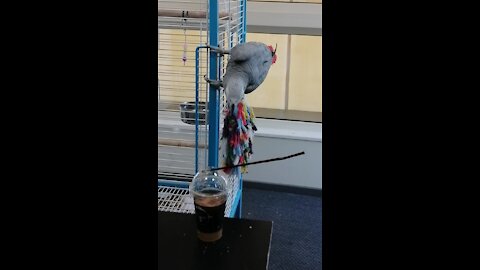 African grey plays with a frappe