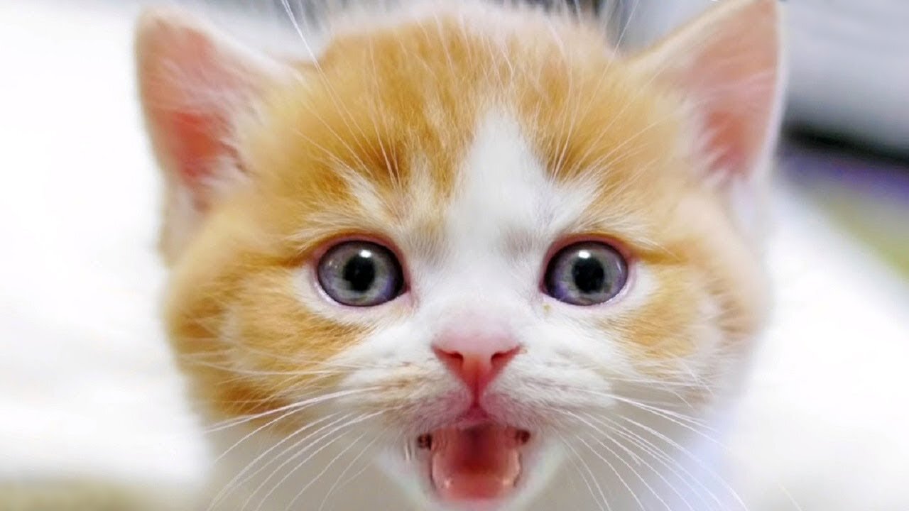 Cute And Funny Pets 2021 |Try Not To Laugh To These Pets Compilation