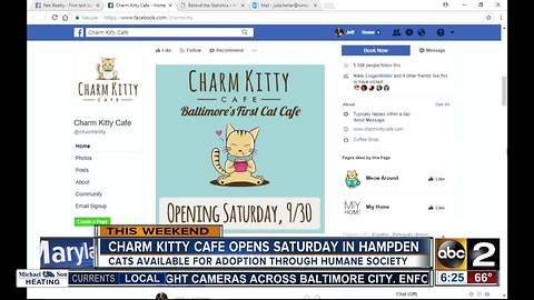 Adoptable cats and coffee! Cat cafe opening in Baltimore