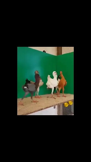 Beautiful ❤️ Pigeon 🐦#Shorts #ytshorts #UbertainmentFun #Dogs #Animals #Fun