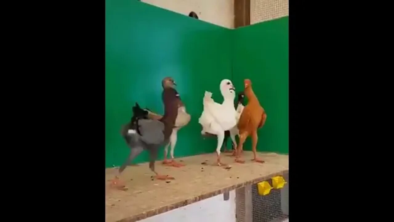 Beautiful ❤️ Pigeon 🐦#Shorts #ytshorts #UbertainmentFun #Dogs #Animals #Fun