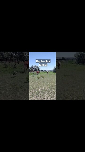 they love their pasture! #horses #palomino #shortsvideo #shortsfeed #wyoming #summer
