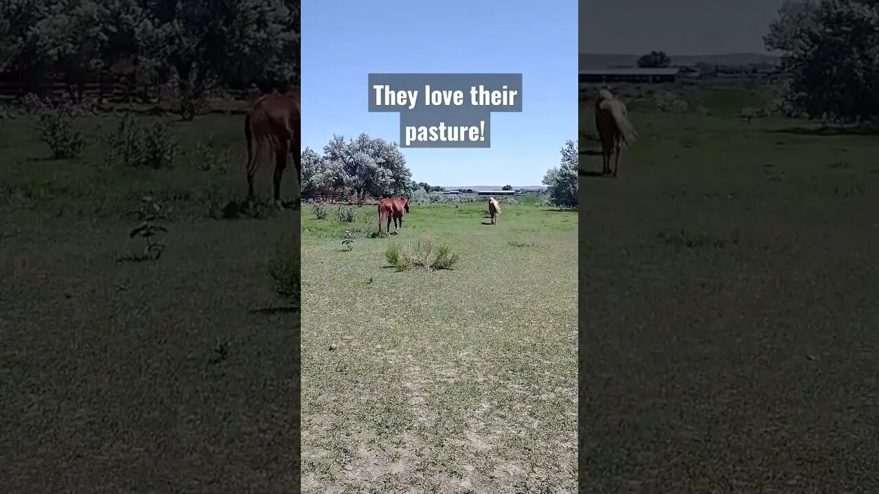 they love their pasture! #horses #palomino #shortsvideo #shortsfeed #wyoming #summer