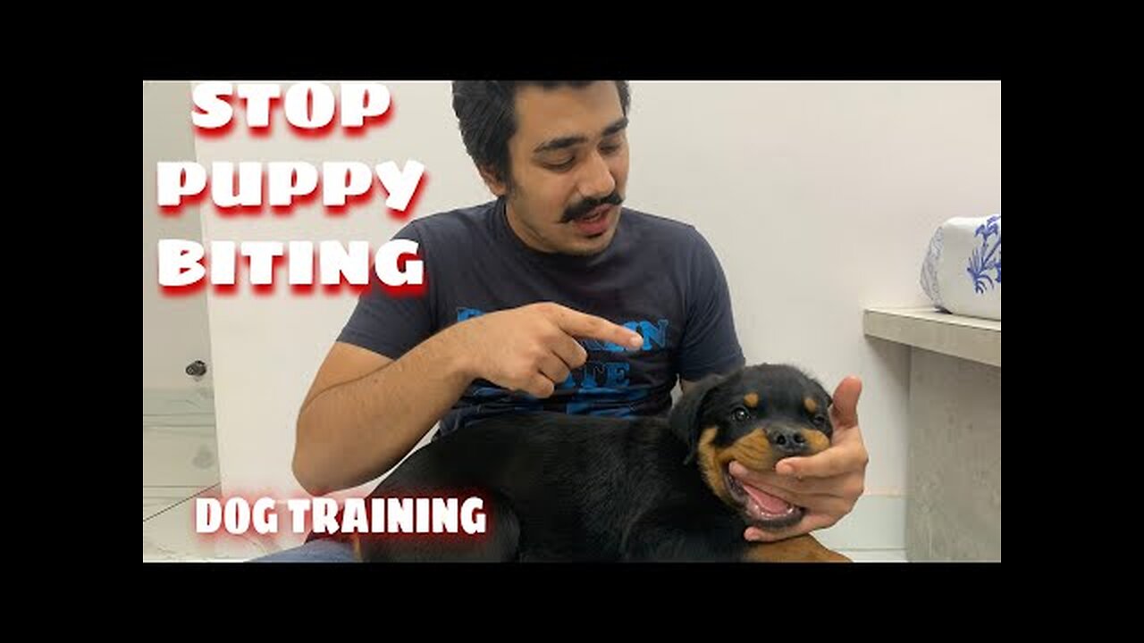 HOW TO STOP PUPPY BITING -PUPPY BITING PROBLEM- PUPPY BITING TRAINING IN HINDI-DOG TRAINING IN HINDI