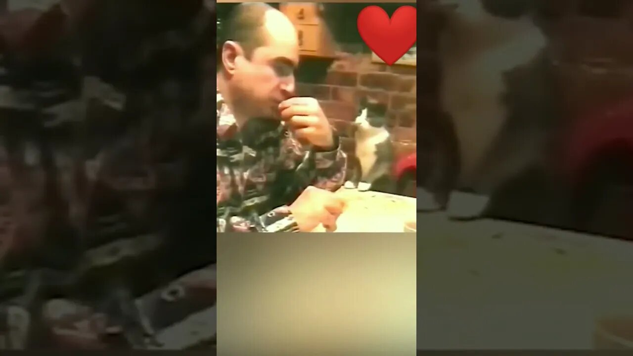 Regardez comment le chat communique avec son propriétaire sourd. ❤️