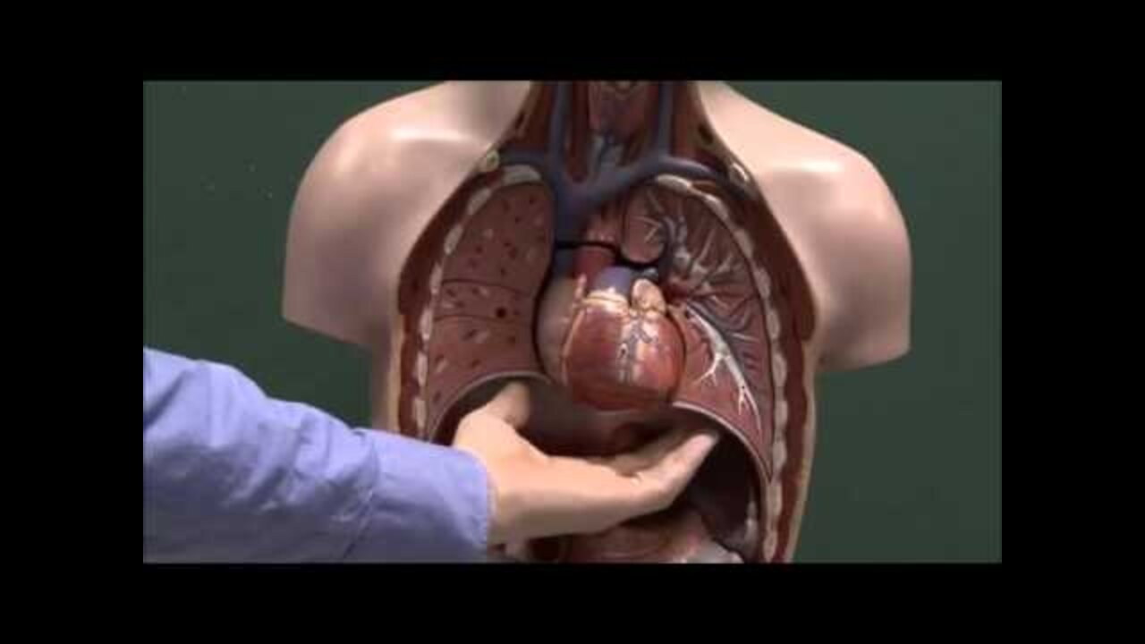 Chest anatomy, heart and lungs