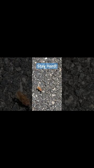 Ant in Goggins Mode! #ant #davidgoggins #stayhard #motivation