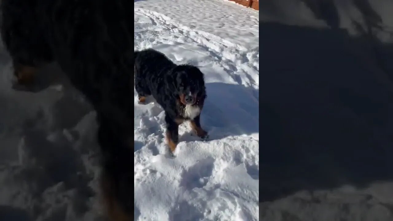 A Bernese Mountain Dog Having Too Much Fun