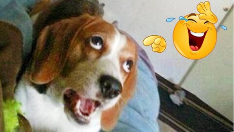 Funniest 🤣 animal cat😻 dog🐶