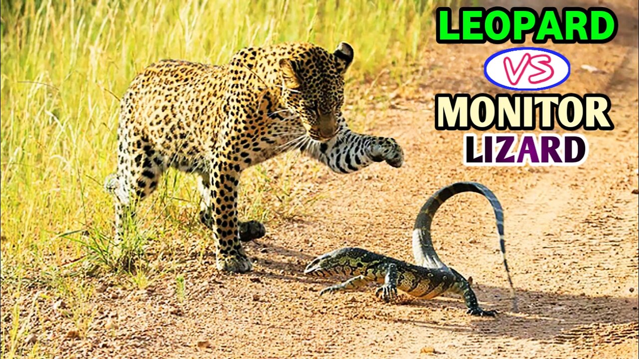 Leopard vs Monitor Lizard - Most Amazing Fight |