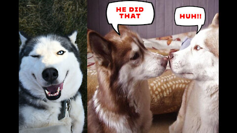 Guilty Husky Tries To Blame Other Dog!!!