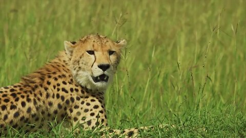 The leopard feels terrible in the hot weather 9